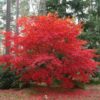 Artar japonez- Acer palmatum Osakazuki, ghiveci 2L, 50cm