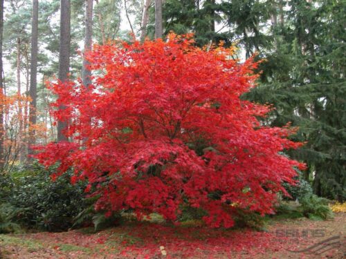 Artar japonez- Acer palmatum Osakazuki, ghiveci 2L, 50cm