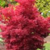 Acer palmatum Skeeter's Broom C3 1 Acer palmatum Skeeter's Broom C3 1