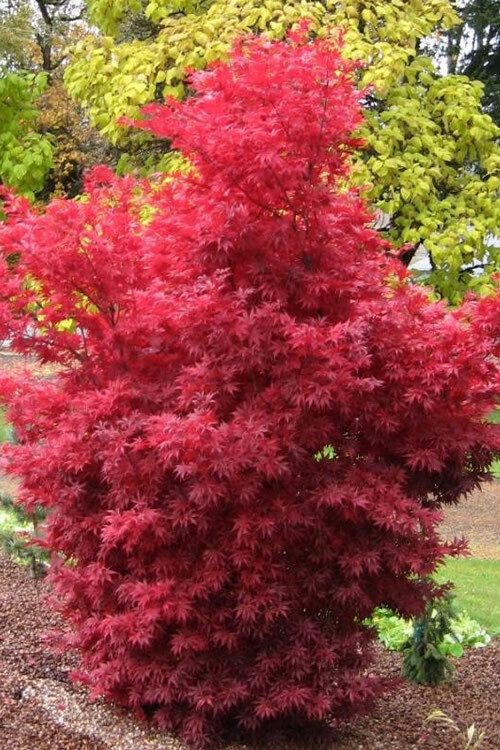 Acer palmatum Skeeter's Broom C3 1 Acer palmatum Skeeter's Broom C3 1