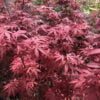 Acer palmatum Skeeter's Broom C3 2 Acer palmatum Skeeter's Broom C3 2