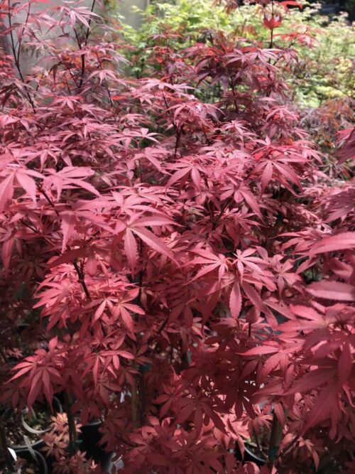 Acer palmatum Skeeter's Broom C3 2 Acer palmatum Skeeter's Broom C3 2