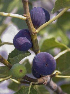 Smochin Ficus carica Violette de Normandie, ghiveci 2L