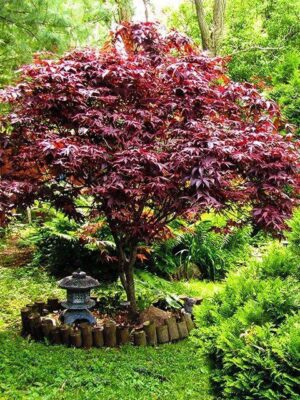 Artar japonez Acer palmatum Bloodgood Ghiveci 3L , 70-90 cm