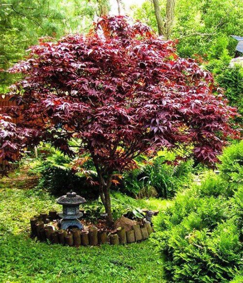Artar japonez Acer palmatum Bloodgood Ghiveci 3L , 70-90 cm