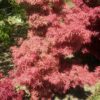 3414156605 Artar japonez Acer palmatum Jerre Schwartz, Ghiveci 2L