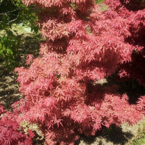 3414156605 Artar japonez Acer palmatum Jerre Schwartz, Ghiveci 2L