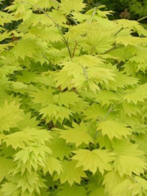 Artar japonez Acer shirasawanum Jordan C3