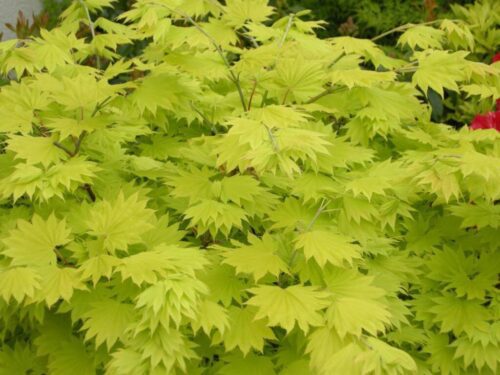 Artar japonez Acer shirasawanum Jordan C3 Artar japonez Acer shirasawanum Jordan C3