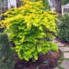Artar japonez Acer shirasawanum Jordan C3 1 Artar japonez Acer shirasawanum Jordan C3 1