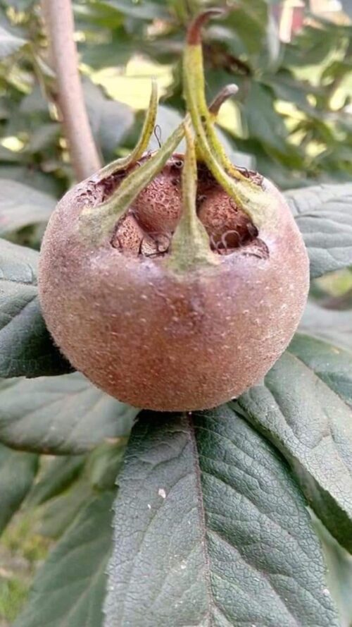 Moșmon, ghiveci de 5L