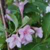 Weigela ROSEA, ghiveci 5L, 100 cm