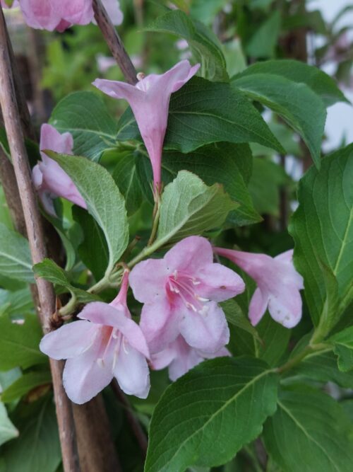 Weigela ROSEA, ghiveci 5L, 100 cm