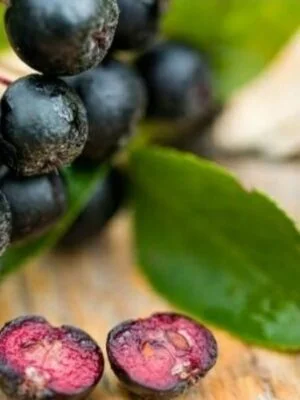Aronia Nero, ghiveci 3L