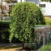 Salix Caprea Pendula la ghiveci 7L