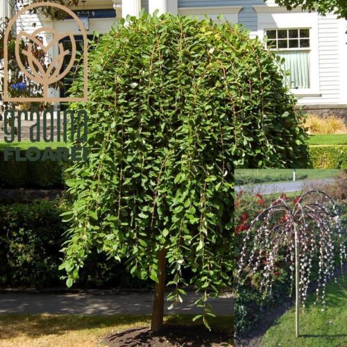 Salix Caprea Pendula la ghiveci 7L