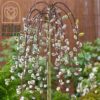 Salix Caprea Pendula la ghiveci 7L