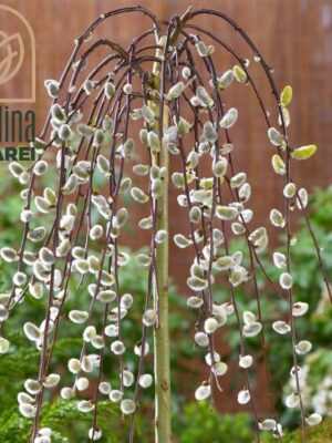 Salix Caprea Pendula la ghiveci 5L