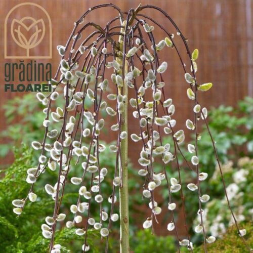 Salix Caprea Pendula la ghiveci 7L