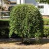 Salix Caprea Pendula la ghiveci 7L