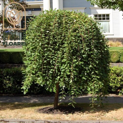 Salix Caprea Pendula la ghiveci 7L
