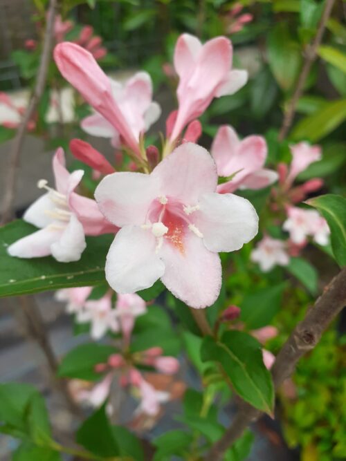 Weigela ROSEA, ghiveci 5L, 100 cm