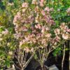 Weigela ROSEA, ghiveci 5L, 100 cm