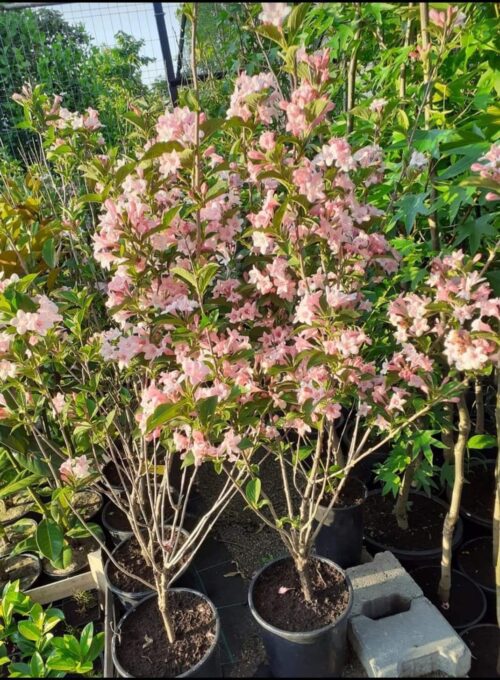 Weigela ROSEA, ghiveci 5L, 100 cm