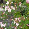 Weigela ROSEA, ghiveci 5L, 100 cm