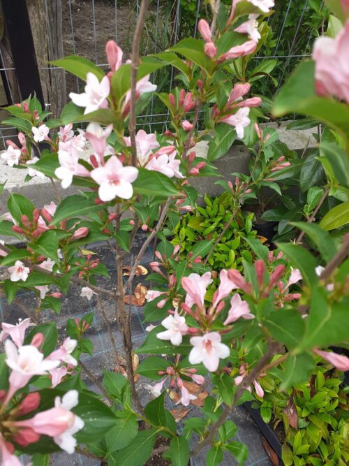 Weigela ROSEA, ghiveci 5L, 100 cm
