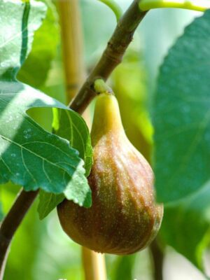 Smochin Ficus carica Melanzana, ghiveci 2L