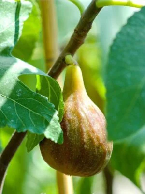 Melanzana Smochin Ficus carica Melanzana, ghiveci 5L