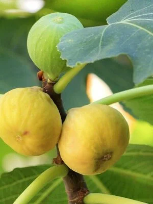 3532887470 Smochin Ficus carica Dotatto C2