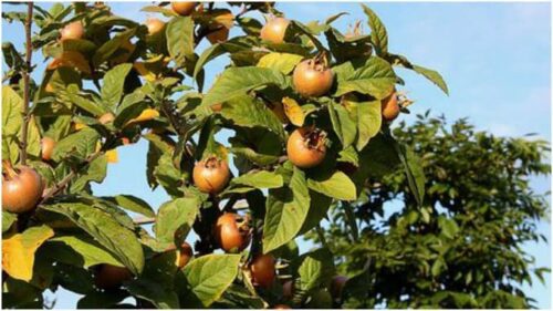 Moșmon, ghiveci de 5L