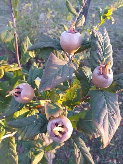 Moșmon, ghiveci de 5L