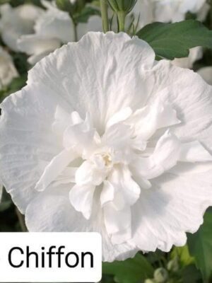 Hibiscus White Chiffon