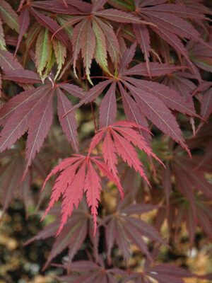 Artar japonez Acer palmatum Burgundy Lace C2, 40 cm