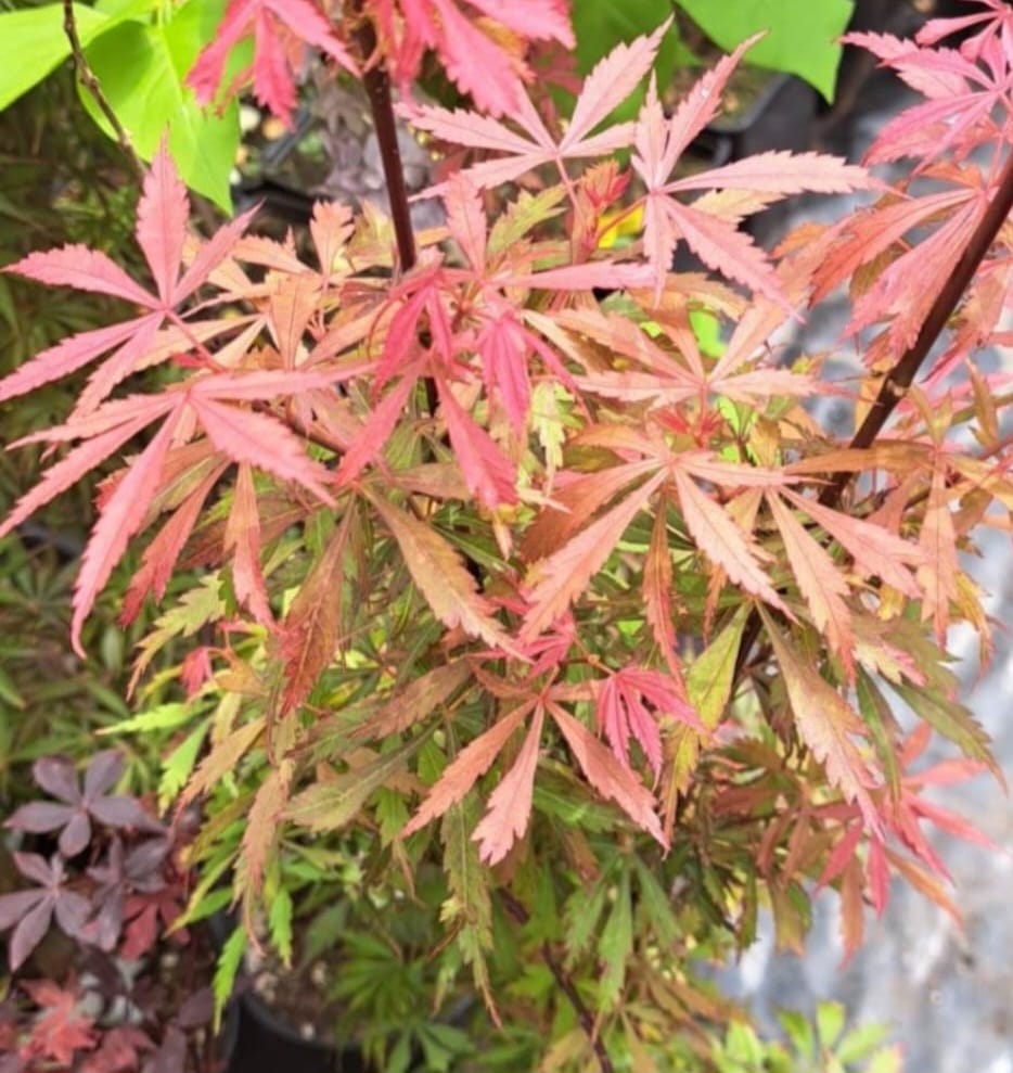 Artar japonez Acer palmatum Jerre Schwartz, Ghiveci 2L