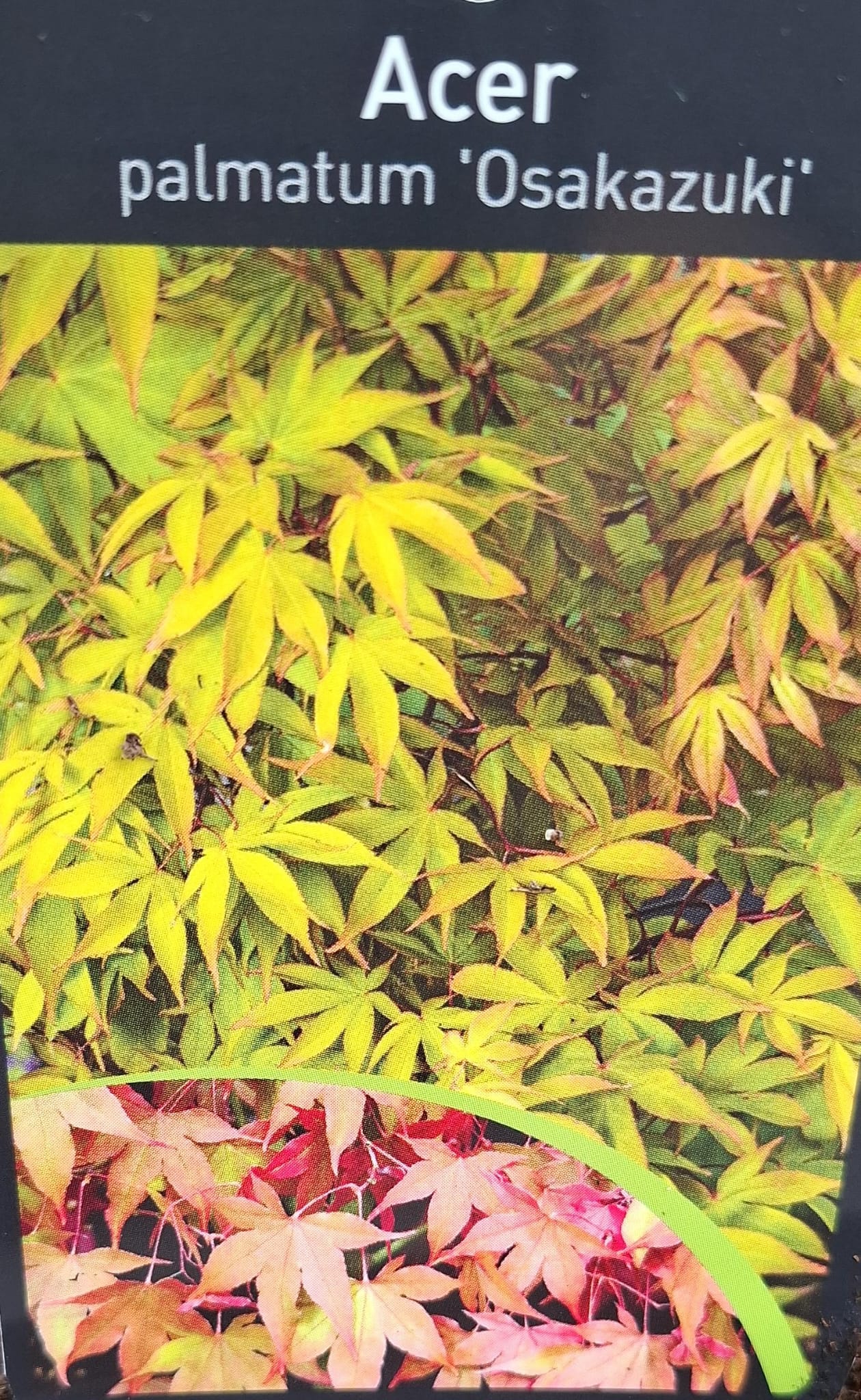 Artar japonez- Acer palmatum Osakazuki, ghiveci 2L, 50cm