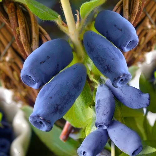 AFIN SIBERIAN Afin Siberian Honeyberry, rădăcină nudă