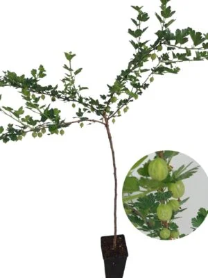 Agris alb tulpina inalta altoit, ghiveci 2L