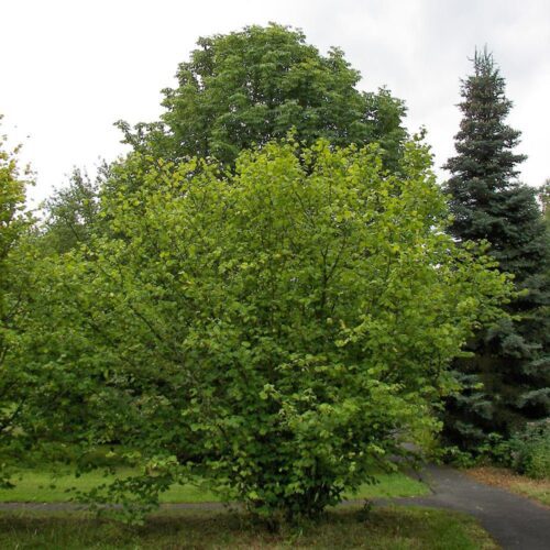 Alun Catalan, ghiveci 1L