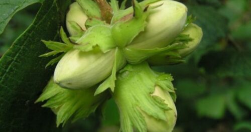 Alun Catalan, ghiveci 1L