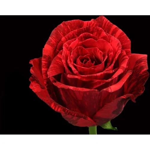 Tradafir pomisor Red Intuition, ghiveci 5L