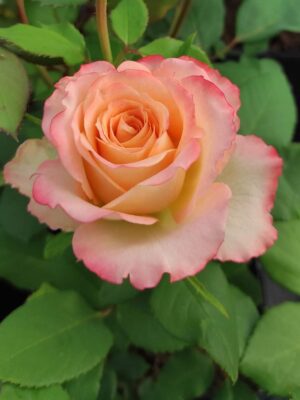 GAROFITA Garofița, rădăcină nudă