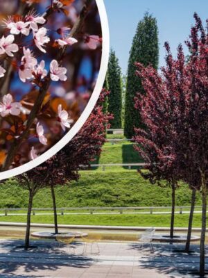 Prunus cerasifera Nigra (Corcodus Rosu/Prunus NIGRA) port inalt la ghiveci 7L