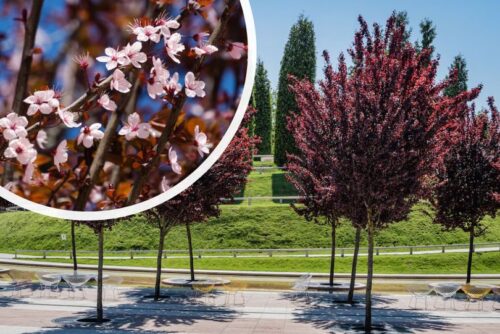 Prunus cerasifera Nigra (Corcodus Rosu/Prunus NIGRA) port inalt la ghiveci 7L