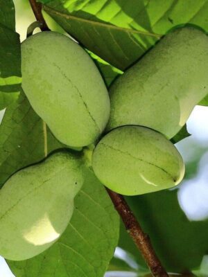 Pawpaw Asimina triloba Sunflower ghiveci 3L