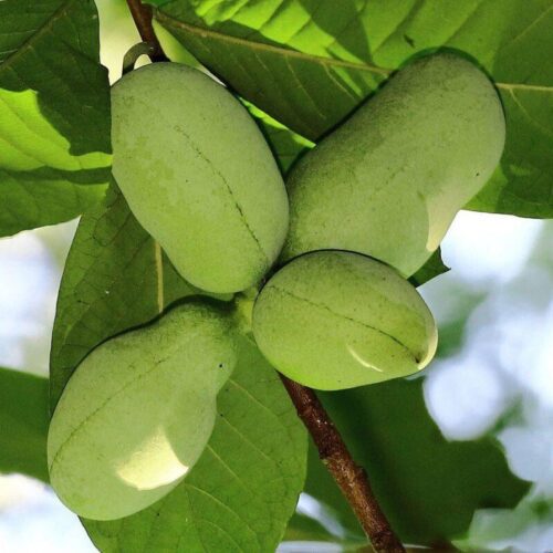 PAW SUNFLOWER Pawpaw Asimina triloba Sunflower ghiveci 3L
