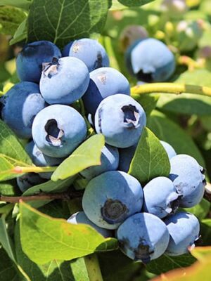 Afin Bluegold la ghiveci 1L